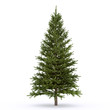 firtree