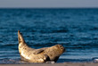Seehund am Strand Seehund am Strand