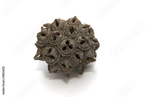 Photo: The Devil Nut alias Spider Gum (Eucalyptus lehmanii) The Devil Nut alias Spider Gum (Eucalyptus lehmanii)