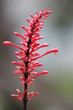 Rote Pflanze
