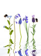 Spring Flowers and Bees