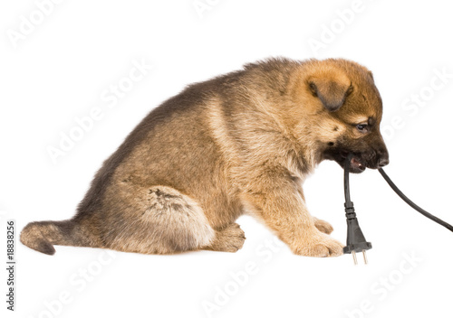 Photo: Sheepdogs puppy isolated over white background Sheepdogs puppy isolated over white background