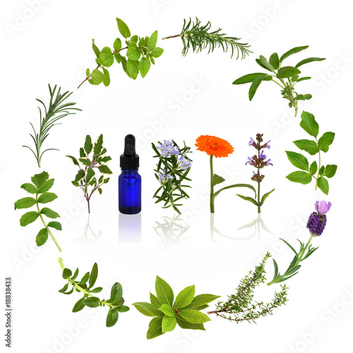 Photo: Medicinal and Culinary Herbs Medicinal and Culinary Herbs