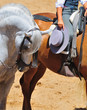 Espectaculo con caballo andaluz