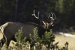Bull Elk Bugling