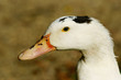 canard heureux