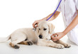 Veterinay taking care of a dog