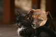 Kitten and puppy
