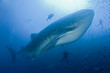 Requin baleine dans le bleu avec des plongeurs