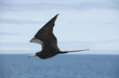 Oiseau en vol, frégate des Galápagos
