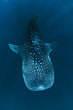 Requin baleine dans le bleu