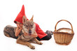 petit chaperon rouge et gentil loup petit chaperon rouge et gentil loup