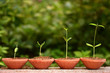 New life-Plant growth New life-Plant growth