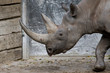big rhinoceros