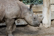 baby rhinoceros