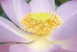 Detail of a lotus flower