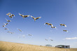 migrating cranes