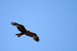 Black Kite - Ngorongoro Crater, Tanzania, Africa Black Kite - Ngorongoro Crater, Tanzania, Africa