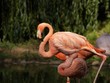 Flamingos