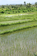 Bali rice terrace
