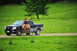 Bull elk deer gets to a truck
