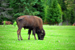 Buffalo eats grass on a field.