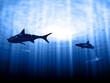 Sharks in rays with sun