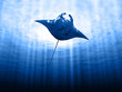 Manta ray with sun