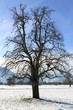 Winter_Baum