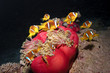 némo poisson clown 1