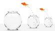 Foto: two goldfish jumping to bigger fishbowls two goldfish jumping to bigger fishbowls