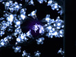 Luces de Navidad aisladas Luces de Navidad aisladas