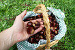 raccolta di castagne