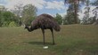 Emu -  Wide Shot