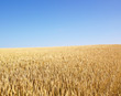 Wheat Field