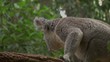 Koala playing