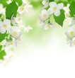Jasmine Border