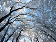 Winter landscape3
