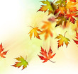 Autumn Autumn