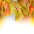 Autumn Autumn