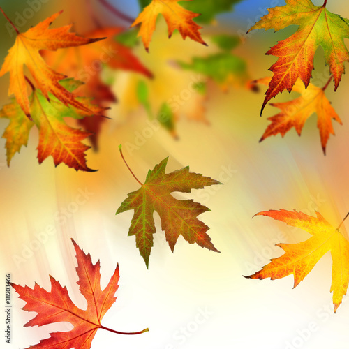 Foto: Falling Autumnal Leaves Falling Autumnal Leaves