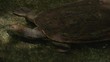 Tortise or Freshwater Turtle