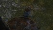 Tortise or freshwater turtle