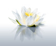 Water lily