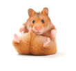 hamster