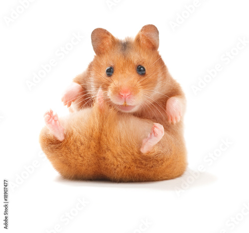 Photo: hamster hamster
