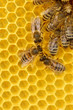 Photo: Working Bees on honeycomb Working Bees on honeycomb