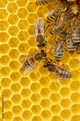 Photo: Working Bees on honeycomb Working Bees on honeycomb