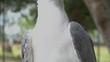 White Eagle - Tilt and Close
