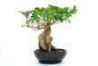ficus ginseng